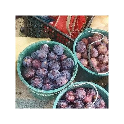 陕西大荔李子基地，安格诺李子销售价格图3