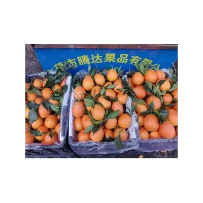 皇帝柑行情图2