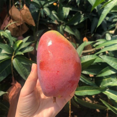 海南贵妃芒 代发1/9斤新鲜红金龙甜糯芒果应季水果礼盒非 小台芒图4