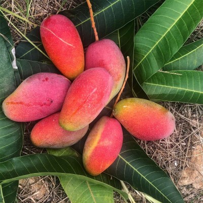海南贵妃芒 代发1/9斤新鲜红金龙甜糯芒果应季水果礼盒非 小台芒图3