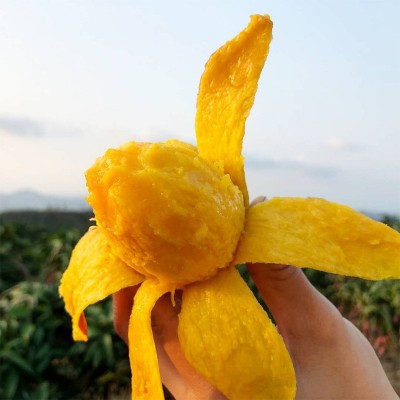 海南贵妃芒 代发1/9斤新鲜红金龙甜糯芒果应季水果礼盒非 小台芒图2