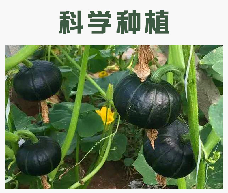 贝贝南瓜_02.jpg