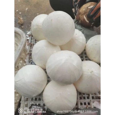 海南椰子椰皇老椰子毛椰子椰肉椰肉片椰球各类椰子加工产品可开壳图4
