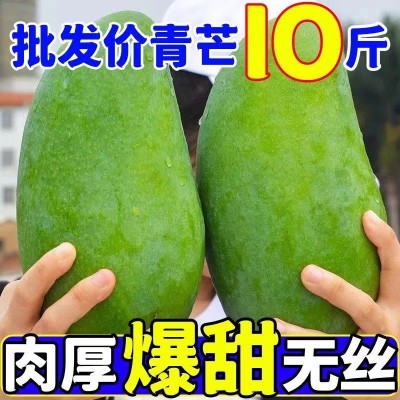 大青芒图3