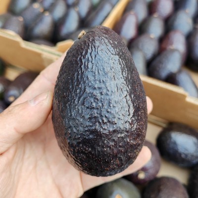 批发进口牛油果生果即食熟果智利墨西哥秘鲁整箱催熟果批发