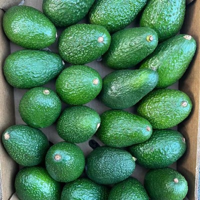 批发进口牛油果生果即食熟果智利墨西哥秘鲁整箱催熟果批发图2