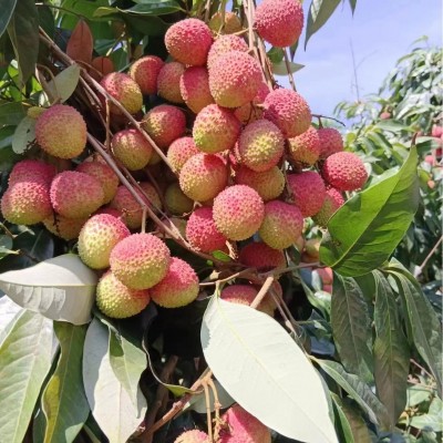 新鲜荔枝妃子笑一件代发批发当季水果荔枝王无核荔枝糯米糍图5
