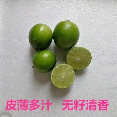无籽青柠檬产地直销薄皮多汁奶茶店当季现摘批发一件代发