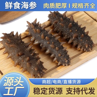鲜食海参厂家批发即食海参辽刺海参非淡干大连鲜食海参肉质饱满图5