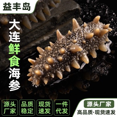 源头厂家大连冷冻即食海参批发鲜食海参深海底播辽刺参海鲜礼盒装图5