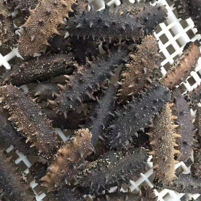 【高品质纯淡干】大连 高泡发淡干海参 支持一件代发50g 顺丰包邮图2