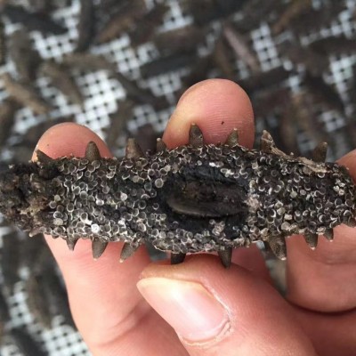【高品质纯淡干】大连 高泡发淡干海参 支持一件代发50g 顺丰包邮图4