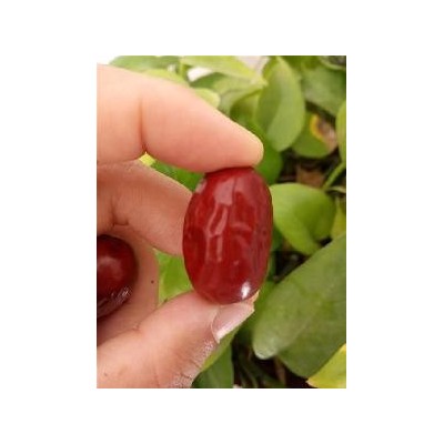 山东大枣 皮薄肉厚 质优价廉 欢迎选购