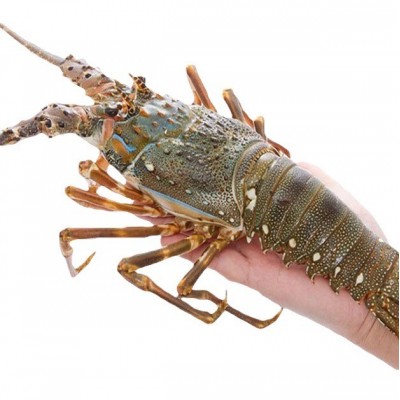 小青龙活冻大龙虾野生大虾速冻波士顿龙虾海鲜鲜活水产农产品批发