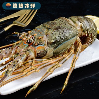 新店开业厂家直供小青龙虾鲜活速冻大龙虾大青龙花龙大虾海鲜批发图5