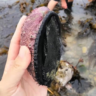 新西兰黑金鲍鱼活冻大鲍鱼鲜活水产刺身海鲜特大黑边鲍鱼商用批发图3