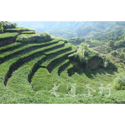 福建安溪铁观音乌龙茶商务茶礼批发图4