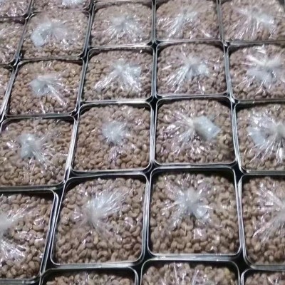 越南新货炭烧腰果A180桶装腰果零食坚果批发图5
