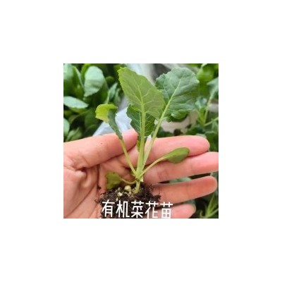 甘蓝苗包菜苗大头菜苗青梗菜花苗西兰花苗图5
