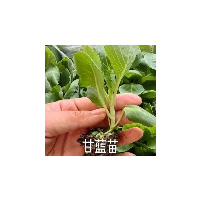 甘蓝苗包菜苗大头菜苗青梗菜花苗西兰花苗图3