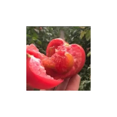 普罗旺斯口感番茄苗 大粉果番茄苗 番茄苗 口感柿子苗图5