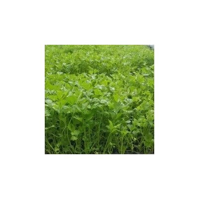 芹菜苗 西芹苗 皇后芹菜苗穴盘芹菜苗 地拔芹菜苗