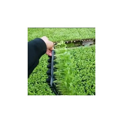 芹菜苗 西芹苗 皇后芹菜苗穴盘芹菜苗 地拔芹菜苗图5