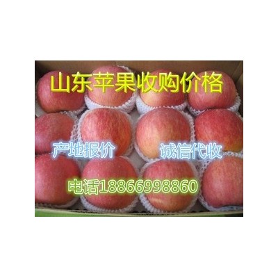 杭州今日红富士苹果格 杭州水果批发市场图2