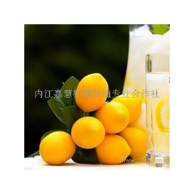 尤力克柠檬图5