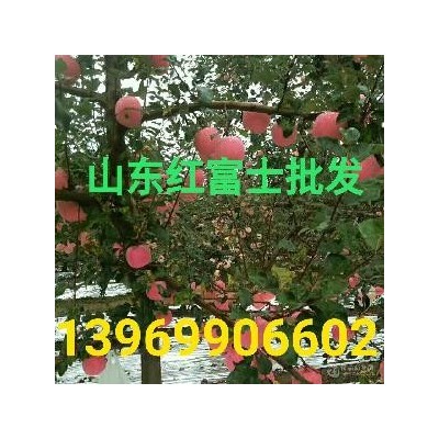 山东红富士苹果批发 产地直销图3