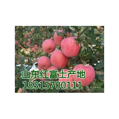 2023年湖北红富士苹果价格是多钱湖北苹果批发多钱一斤图3