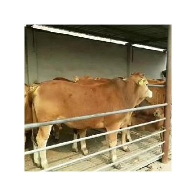 三元杂交肉牛犊价格，本地改良肉牛 改良肉牛品种直销品种好图2