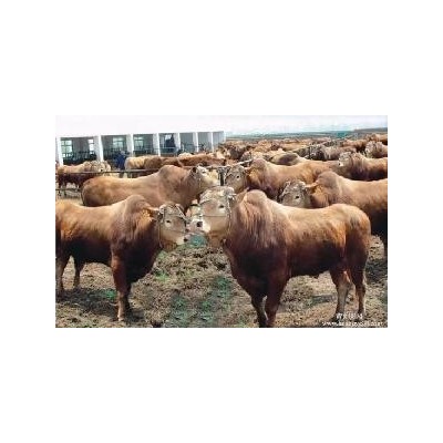 三元杂交肉牛犊价格，本地改良肉牛 改良肉牛品种直销品种好图4