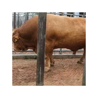 三元杂交肉牛犊价格，本地改良肉牛 改良肉牛品种直销品种好图3