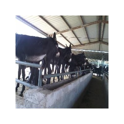 德州肉驴苗养殖基地 2个月肉驴苗市场价格表 长势快 好饲养图3