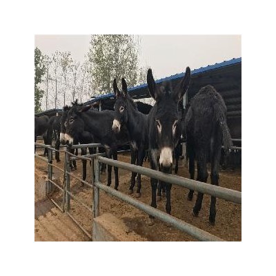 德州肉驴苗养殖基地 2个月肉驴苗市场价格表 长势快 好饲养