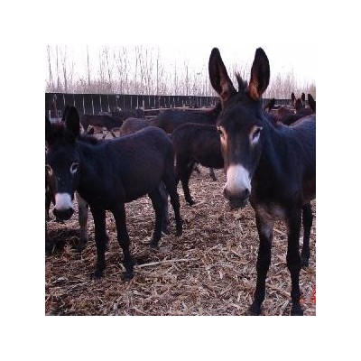 德州肉驴苗养殖基地 2个月肉驴苗市场价格表 长势快 好饲养图4