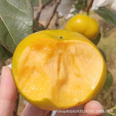 桂林硬柿子独立真空包装冰糖心脆甜柿子大果原产地工厂批发图3