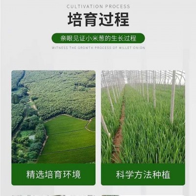 厂家批发脱水蔬菜干香葱小米葱葱叶干货干菜类袋装家用调味蔬菜包图3