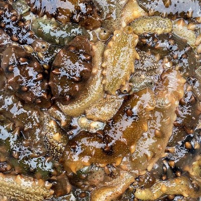 厂家批发淡干海参鲜食刺参辽参高刺海参 肉质饱满淡干小海参干货图3