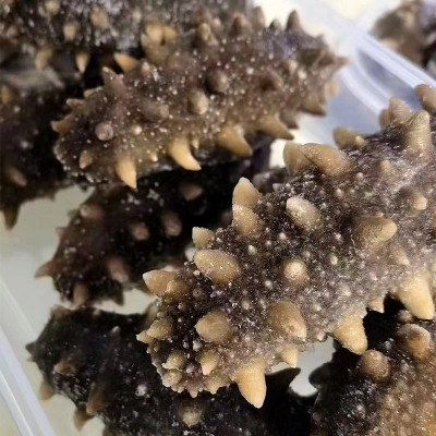 源头厂家 即食海参批发鲜食海参500g大连海参辽刺参海参礼盒批发图2