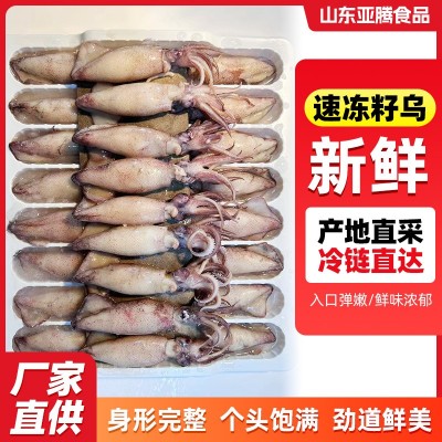 厂长直供批发冷库直发速冻籽乌火锅红烧爆炒海鲜水产海兔无籽籽乌图5