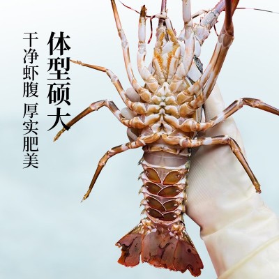 鲜活海捕野生小青龙虾野生大龙虾餐饮食材原料活冻小青龙图4