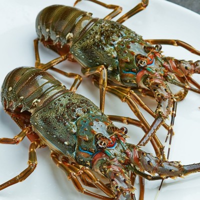鲜活海捕野生小青龙虾野生大龙虾餐饮食材原料活冻小青龙图2