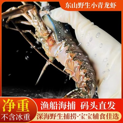 鲜活海捕野生小青龙虾野生大龙虾餐饮食材原料活冻小青龙图5