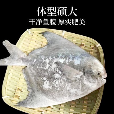 福建东山冷冻斗鲳鱼冷冻白鲳鱼金鲳鲜活鲳鱼海鲜水产酒店餐饮批发图3