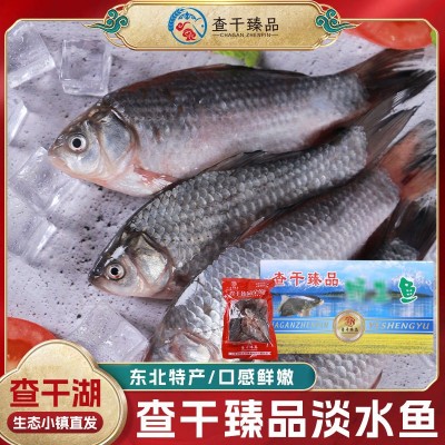 东北小鲫鱼厂家批发活鱼现杀新鲜淡水鱼鲫鱼烧烤酸菜鱼现货鲫瓜子