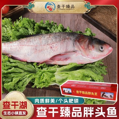 鱼场批发冬捕鱼整条胖头鱼批发新鲜冷冻淡水鱼佳节礼品胖头鱼家用图5