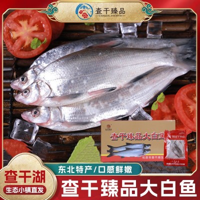 大白鱼渔场批发吉林松原查干臻品大白鱼冬捕白鱼佳节好礼淡水白鱼图5