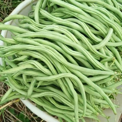 5斤包邮现摘新鲜豆角农家新鲜蔬菜芸豆角无茎豆图4